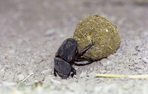 Dung Beetle CRH 910 Rolling ball of dung with hind legs, to burial site where its young will hatch and feed on the dung Nxai Pan, Botswana Coleoptera scarabaeidae © Chris Harvey  /  ardea. com