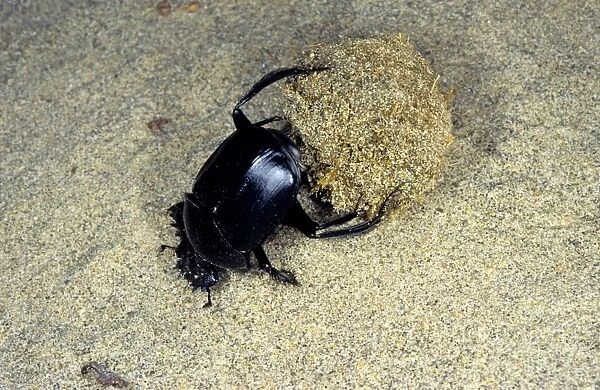 Dung Beetle  /  Dung Chafer  /  Scarab  /  Tumblebug - with a dung-ball - sand dunes of South Karakum desert - Turkmenistan - Spring - April Tm31. 0489