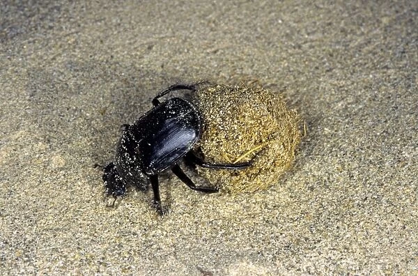 Dung Beetle  /  Dung Chafer  /  Scarab  /  Tumblebug - with a dung-ball - in sand dunes of South Karakum desert - Turkmenistan - Spring - April Tm31. 0409
