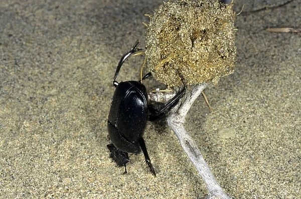 Dung Beetle  /  Dung Chafer  /  Scarab  /  Tumblebug - with a dung-ball - lifting and rolling the dung-ball over an obstacle (dry saxaul branch) - sand dunes of Karakum desert - Turkmenistan - Spring - April Tm31. 0415