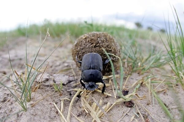 Dung Beetle - Rolling dung Hwange National Park, Zimbabwe, Africa