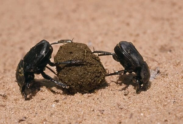 Dung Beetle - x2 rolling dung Namibia, Africa