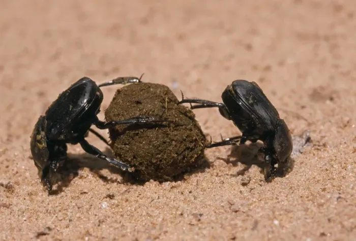 Framed Print : Dung Beetle - x2 rolling dung Namibia, Africa Framed Print : Dung Beetle - x2 rolling dung Namibia, Africa