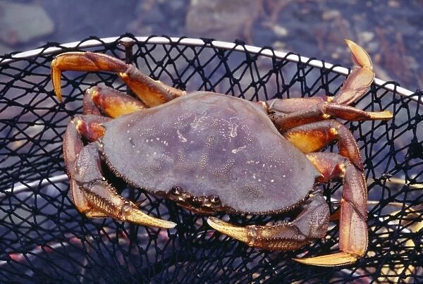 Dungeness Crab - in net edible Alska, USA