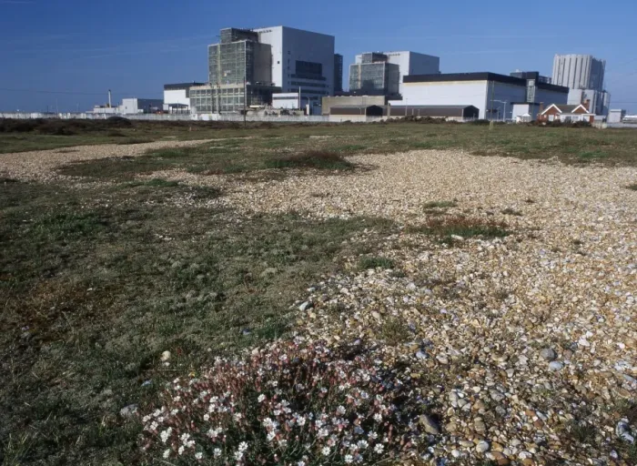 Framed Print : Dungeness Power Station - and Sea Campion - Dungeness - Kent - UK LA001980