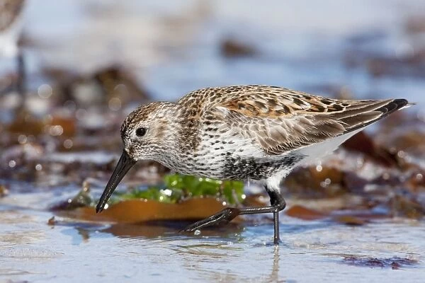 Dunlin - adult feeding on foreshore. North Uist, Outer Hebrides, Scotland, UK
