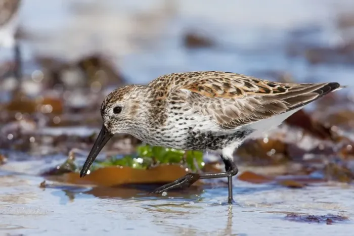 Framed Print : Dunlin - adult feeding on foreshore. North Uist, Outer Hebrides, Scotland, UK Framed Print : Dunlin - adult feeding on foreshore. North Uist, Outer Hebrides, Scotland, UK