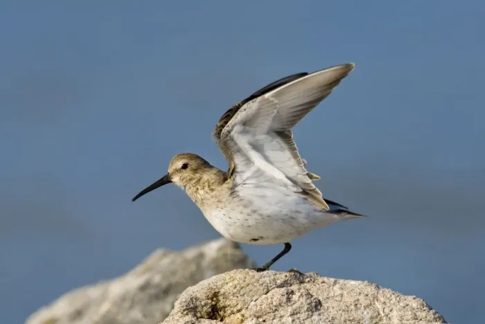 Framed Print : Dunlin, Calidris alpina in winter plumage. November in CT Framed Print : Dunlin, Calidris alpina in winter plumage. November in CT