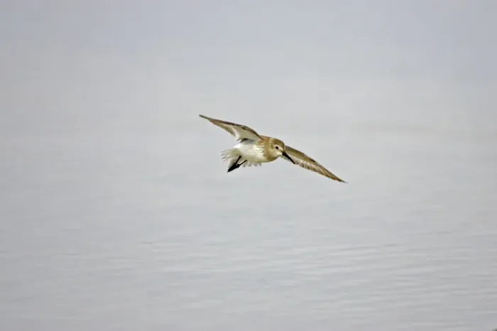 Framed Print : Dunlin in flight. Fort de Soto, florida, USA BI001871
