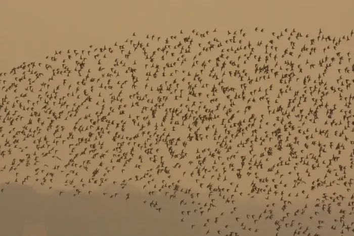 Framed Print : Dunlin - in flight - A large flock of dunlin stream past over the Exe estuary at sundown, Topsham, Devon, UK Framed Print : Dunlin - in flight - A large flock of dunlin stream past over the Exe estuary at sundown, Topsham, Devon, UK