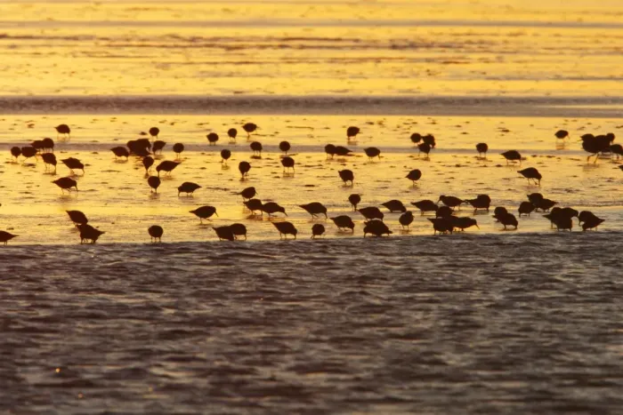 Framed Print : Dunlin - flock feeding on mudflats at dawn, autumn, Holy Island Wildfowl Reserve, Northumberland, England Framed Print : Dunlin - flock feeding on mudflats at dawn, autumn, Holy Island Wildfowl Reserve, Northumberland, England