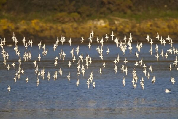 Dunlin - flock in flight - Hayle - Cornwall - UK
