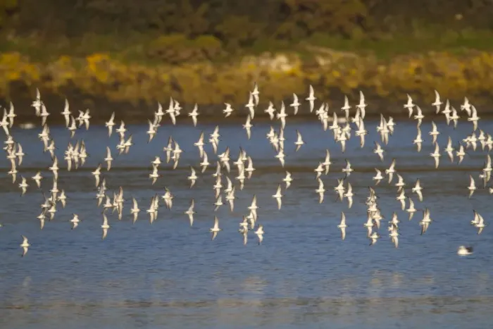Framed Print : Dunlin - flock in flight - Hayle - Cornwall - UK Framed Print : Dunlin - flock in flight - Hayle - Cornwall - UK