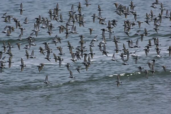 Dunlin flock in flight over water. April