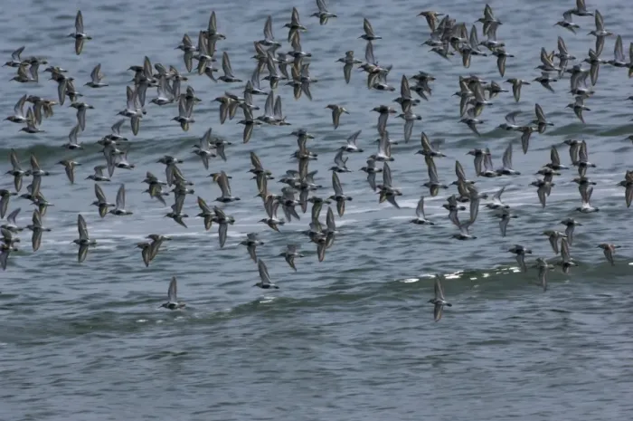 Framed Print : Dunlin flock in flight over water. April Framed Print : Dunlin flock in flight over water. April