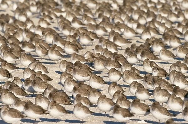DUNLIN - flock in winter