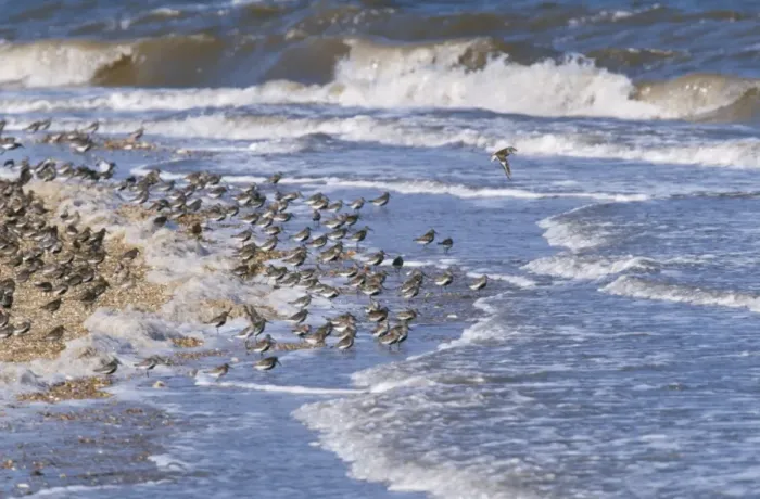 Framed Print : Dunlin - at incoming tide Framed Print : Dunlin - at incoming tide