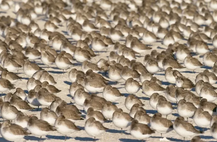 Framed Print : Dunlin JZ 1743 Jones beach, New York, USA. Calidris alpina © Jim Zipp / ARDEA LONDON Framed Print : Dunlin JZ 1743 Jones beach, New York, USA. Calidris alpina © Jim Zipp / ARDEA LONDON