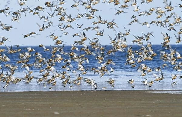 DUNLIN - Mass flock in flight on beach