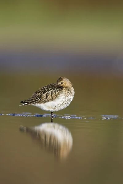 Dunlin Roosting in shallow water. Cleveland, UK