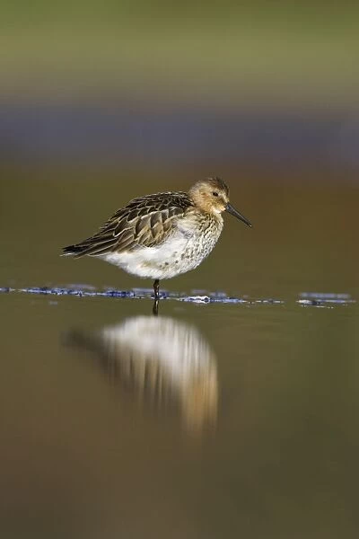 Dunlin Roosting in shallow water. Cleveland, UK