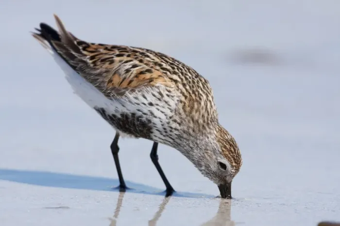 Framed Print : Dunlin - Single adult probing the sand for food. North Uist, Outer Hebrides, Scotland, UK Framed Print : Dunlin - Single adult probing the sand for food. North Uist, Outer Hebrides, Scotland, UK