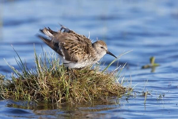 Dunlin - Single adult shaking feathers, North Uist, Outer Hebrides, Scotland, UK