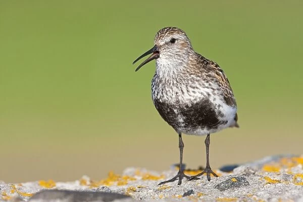 Dunlin - Single adult singing from lichen covered rock, North Uist, Outer Hebrides, Scotland, UK
