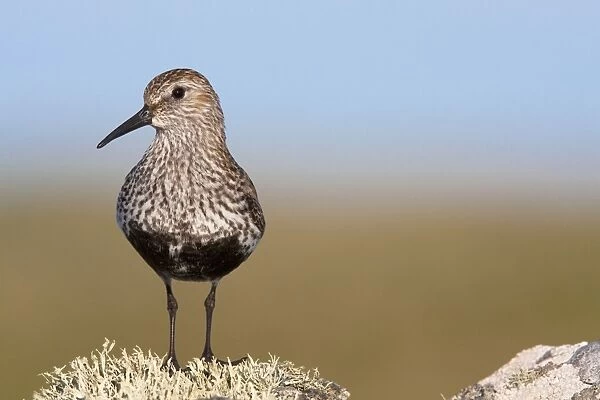 Dunlin - Single adult standing on lichen covered rock, North Uist, Outer Hebrides, Scotland, UK