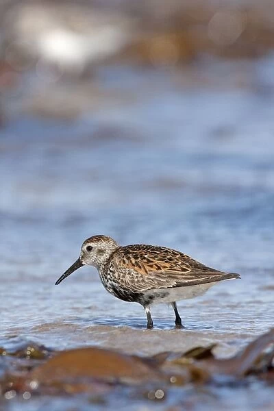 Dunlin - Single adult standing in shallow water on the coast