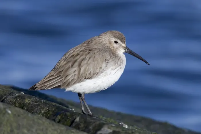 Framed Print : Dunlin - in winter plumage - February - Barnegat Light - New Jersey - USA Framed Print : Dunlin - in winter plumage - February - Barnegat Light - New Jersey - USA