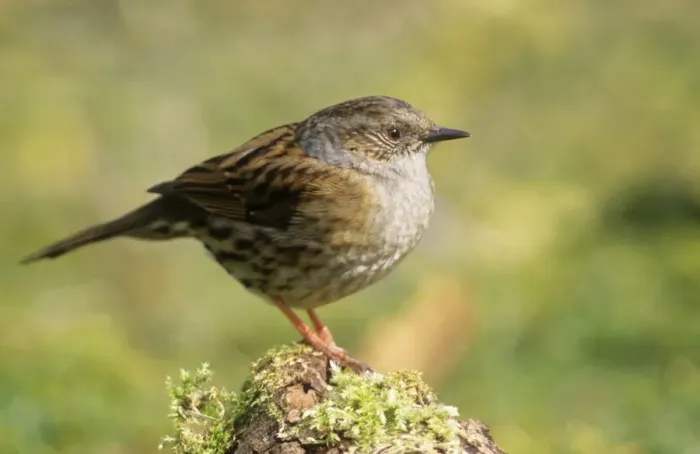 Framed Print : Dunnock. ME-745. Dunnock. Prunella modularis Framed Print : Dunnock. ME-745. Dunnock. Prunella modularis