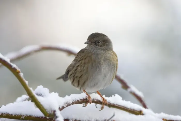 Framed Print : Dunnock In frost and snow. Cleveland, UK Framed Print : Dunnock In frost and snow. Cleveland, UK