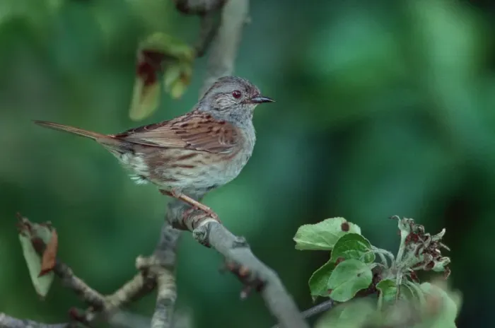 Framed Print : Dunnock / Hedge Sparrow on branch Framed Print : Dunnock / Hedge Sparrow on branch