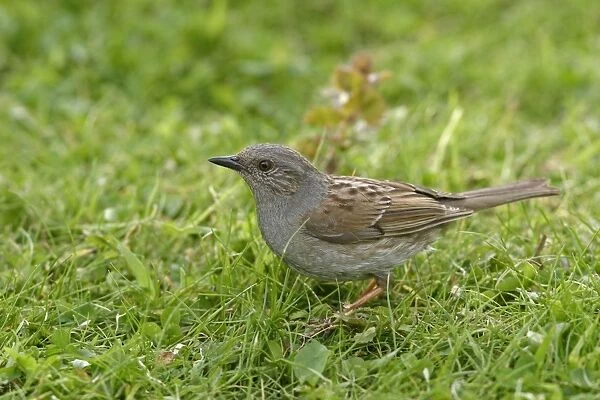 Dunnock  /  Hedge Sparrow  /  Hedge Accentor - Feeding in meadow side view. Bedfordshire UK 018