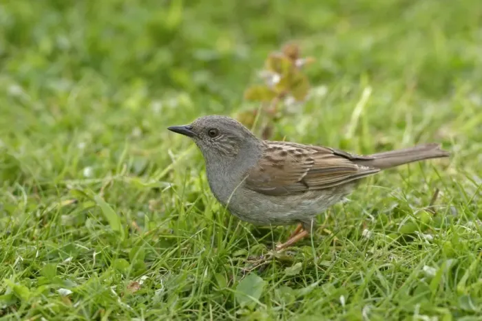 Framed Print : Dunnock / Hedge Sparrow / Hedge Accentor - Feeding in meadow side view. Bedfordshire UK 018 Framed Print : Dunnock / Hedge Sparrow / Hedge Accentor - Feeding in meadow side view. Bedfordshire UK 018