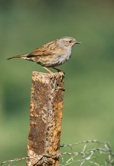 Framed Print : Dunnock JD 16260 Prunella modularis © John Daniels / ardea. com Framed Print : Dunnock JD 16260 Prunella modularis © John Daniels / ardea. com