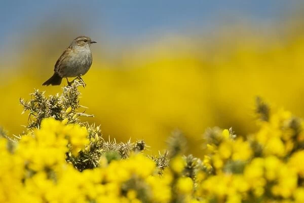 Dunnock - perched on Gorse in Spring