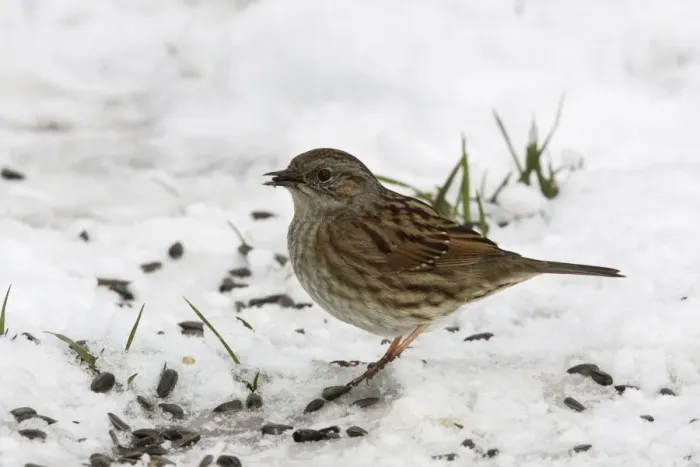 Framed Print : Dunnock - in snow. Alsace - France Framed Print : Dunnock - in snow. Alsace - France