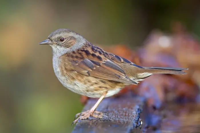 Framed Print : Dunnock - winter - UK Framed Print : Dunnock - winter - UK