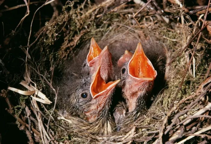 Framed Print : Dunnock - young begging for food Framed Print : Dunnock - young begging for food