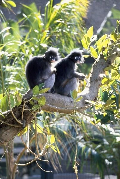 Dusky Leaf Monkey formerly known as: Presbytis obscurus