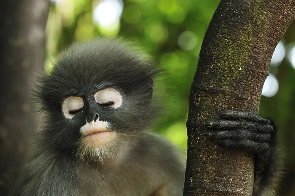 Dusky Leaf Monkey  /  Spectacled Langur  /  Spectacled Leaf Monkey - sleeping - Khao Sam Roi Yot National Park - Thailand