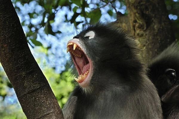 Dusky Leaf Monkey  /  Spectacled Langur  /  Spectacled Leaf Monkey - yawning showing teeth - Khao Sam Roi Yot National Park - Thailand