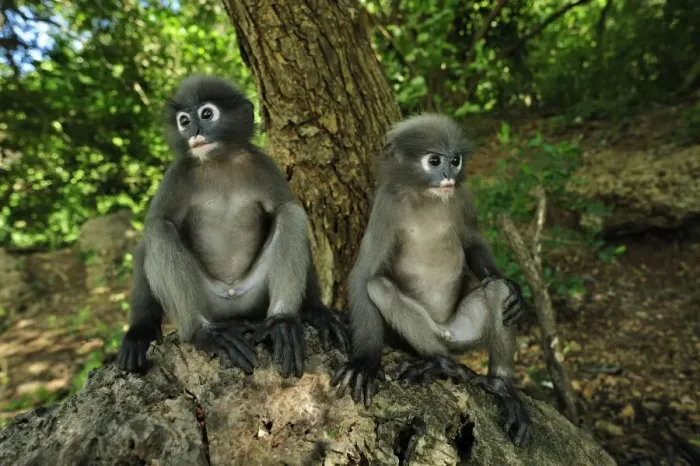 Framed Print : Dusky Leaf Monkey  /  Spectacled Langur  /  Spectacled Leaf Monkey - Khao Sam Roi Yot National Park - Thailand
