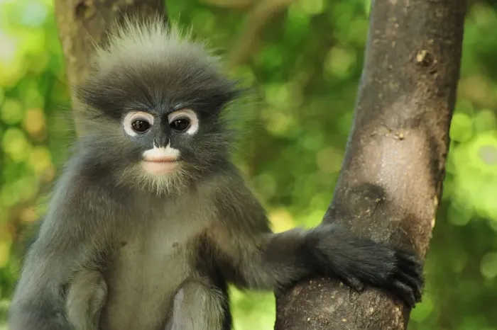 Framed Print : Dusky Leaf Monkey / Spectacled Langur / Spectacled Leaf Monkey - Khao Sam Roi Yot National Park - Thailand Framed Print : Dusky Leaf Monkey / Spectacled Langur / Spectacled Leaf Monkey - Khao Sam Roi Yot National Park - Thailand