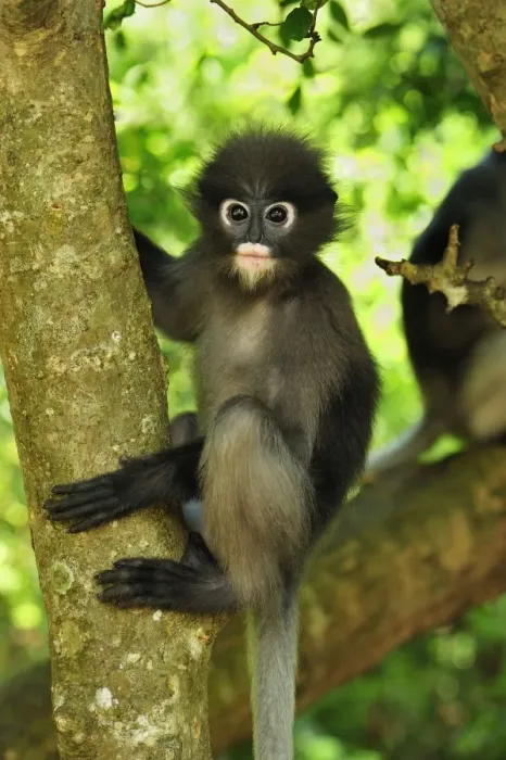 Framed Print : Dusky Leaf Monkey / Spectacled Langur / Spectacled Leaf Monkey - Khao Sam Roi Yot National Park - Thailand Framed Print : Dusky Leaf Monkey / Spectacled Langur / Spectacled Leaf Monkey - Khao Sam Roi Yot National Park - Thailand