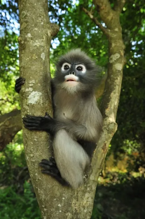 Framed Print : Dusky Leaf Monkey / Spectacled Langur / Spectacled Leaf Monkey - Khao Sam Roi Yot National Park - Thailand Framed Print : Dusky Leaf Monkey / Spectacled Langur / Spectacled Leaf Monkey - Khao Sam Roi Yot National Park - Thailand