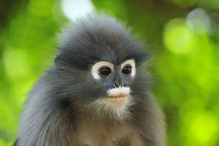 Framed Print : Dusky Leaf Monkey / Spectacled Langur / Spectacled Leaf Monkey - portrait - Khao Sam Roi Yot National Park - Thailand Framed Print : Dusky Leaf Monkey / Spectacled Langur / Spectacled Leaf Monkey - portrait - Khao Sam Roi Yot National Park - Thailand