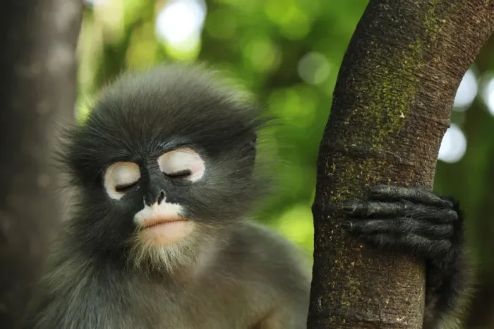 Framed Print : Dusky Leaf Monkey / Spectacled Langur / Spectacled Leaf Monkey - sleeping - Khao Sam Roi Yot National Park - Thailand Framed Print : Dusky Leaf Monkey / Spectacled Langur / Spectacled Leaf Monkey - sleeping - Khao Sam Roi Yot National Park - Thailand